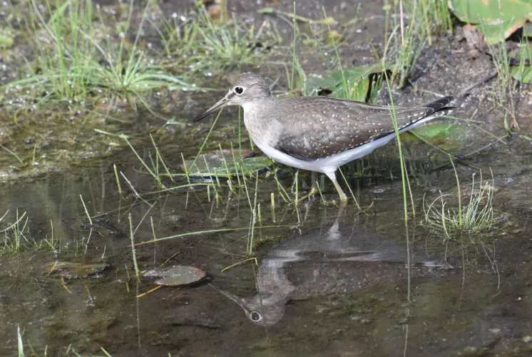 September delivers a shorebird visitor